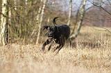 CANE CORSO 801